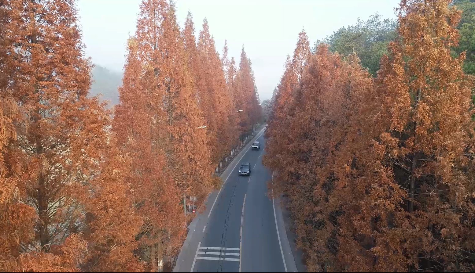 方知|风景“浙”独好｜层林尽染 永康有一条童话般的公路