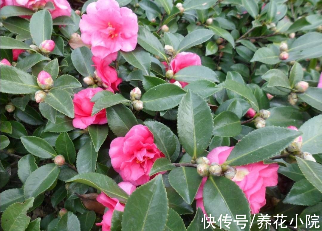 桂花|9月养2种花，多补磷钾肥，花苞长得又多又大