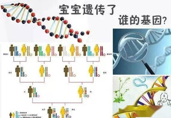 遗传|孩子的智商和相貌来自爸爸还是妈妈？