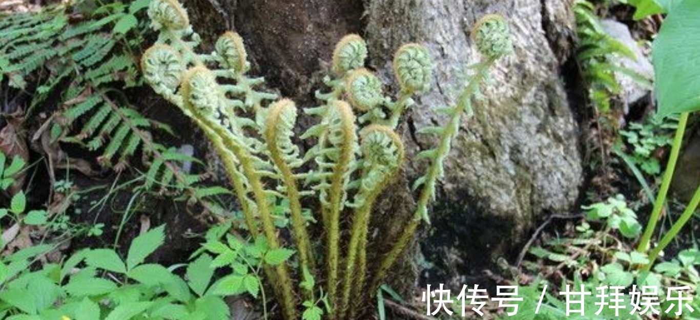 野菜|农村常见的一种野菜,不仅可以食用还能拿来当做驱虫剂使用