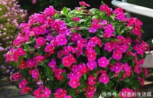 农村一种“泼辣花”，掐一心冒十枝花，一年长成老桩“小花树”！