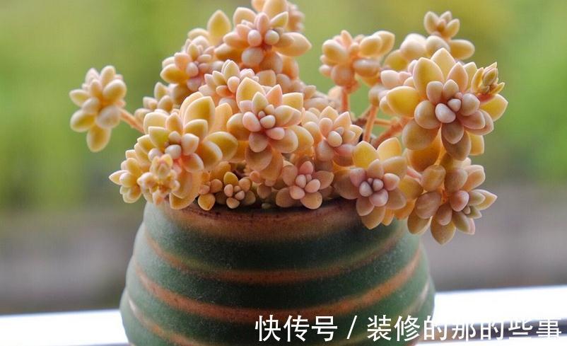 多肉姬|多肉姬秋丽易爆盆,有点烦,该怎么办?学会换盆土轻松搞定