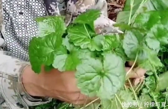 农村一种满地都是的普通野草,是对结石很有效的草药