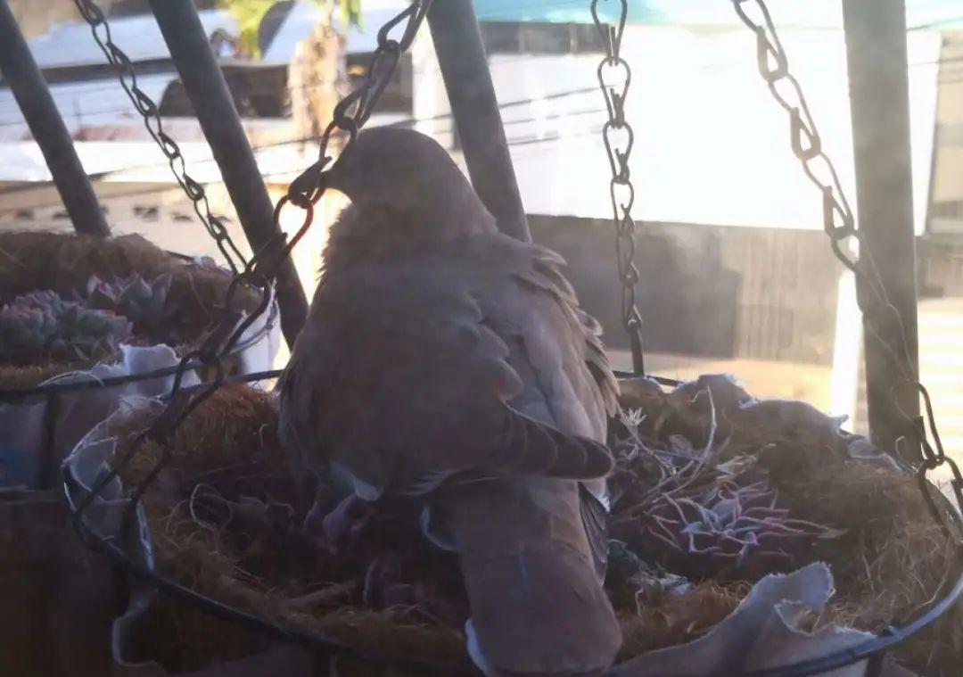 10个偏方,能省不少钱,把花养的又肥又壮