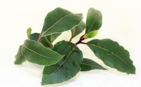 入药|此物辛香温煦,入药可“散一身上下之寒邪,暖三焦脏腑之元阳”