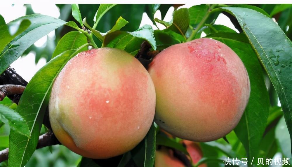 滋补|不想变大妈,3种食物轮流吃,滋补肾脏暖子宫,护你容颜不衰