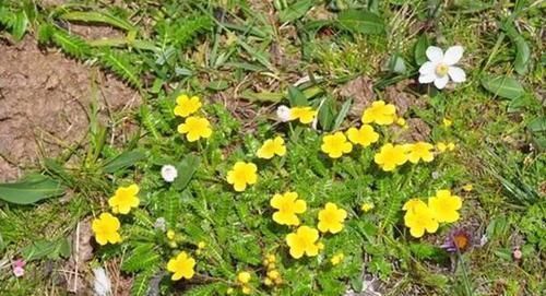 功效|农村一种毫不起眼野菜，农民拿去喂猪，殊不知是名贵中草药