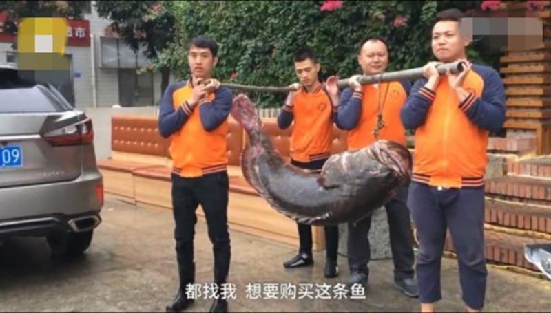 你见过大型石斑鱼吗,但是却被钓友吃了,网友评论亮了