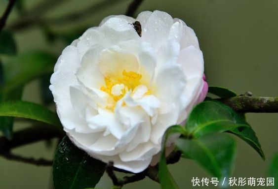 花卉|几款艳丽的花卉，漂亮又好闻，花开芳香四溢，养在家中香飘满屋