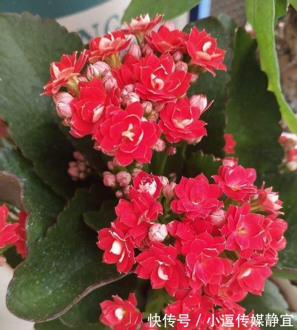 花友们|长寿花剪一刀,理个小平头,株型矮壮开花多