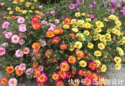 庭院|易泛滥的三种花,看起来却很“可爱”,想养考虑好,别上当