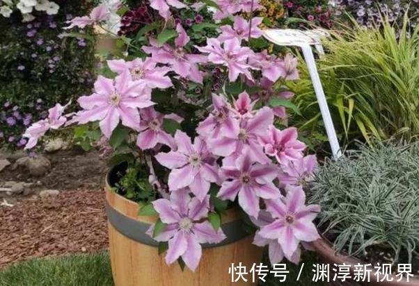 庭院地栽这些花卉想要养成花墙该怎么办做到如此就够了
