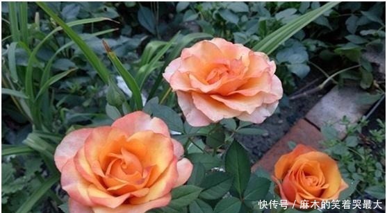 禁地|室内养花，避开2处“禁地”，不黑腐、不黄叶、不生虫，枝粗叶壮！