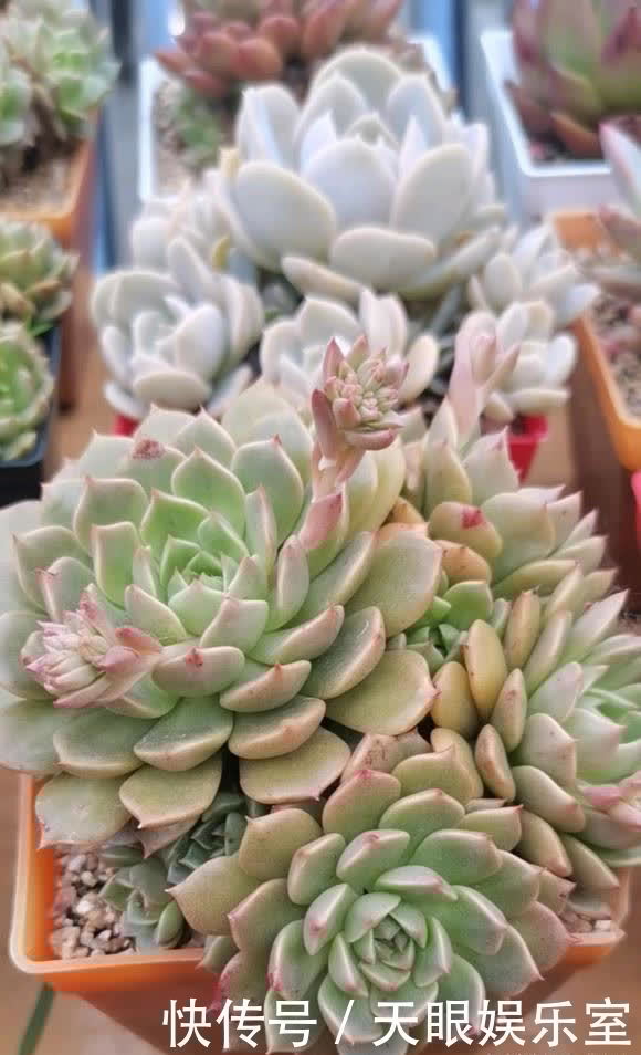 叶片|养多肉，带有目的性的去养，往往会养的更好，以养状态为主