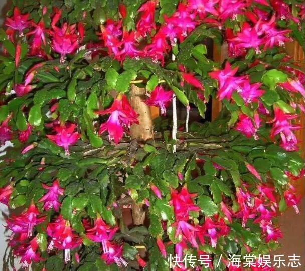 植株|秋季蟹爪兰花期浇水就死掌握3个浇水窍门,盆底排水流畅是关键