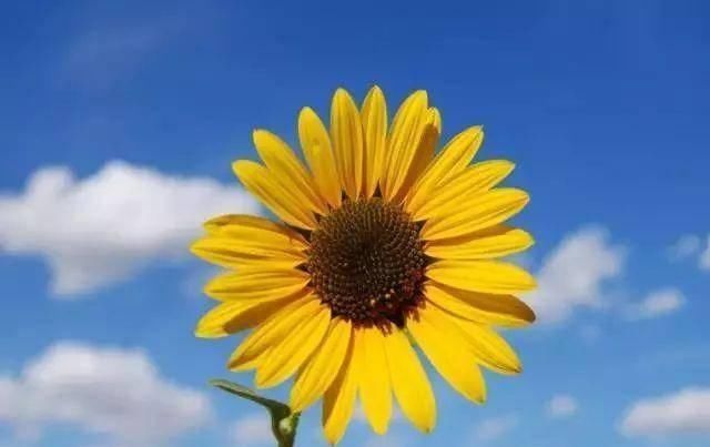 老人|为什么很多老人挺过了70岁,就容易长寿呢答案其实很简单