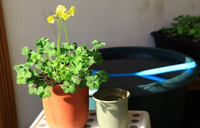 花友|如何给花卉换盆土?不忽略此6个“细节”才算不白忙