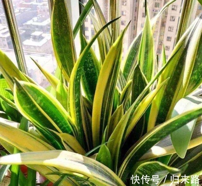 冬天虎皮兰,正在“虚弱期”,注意3个要点,小芽一个接一个