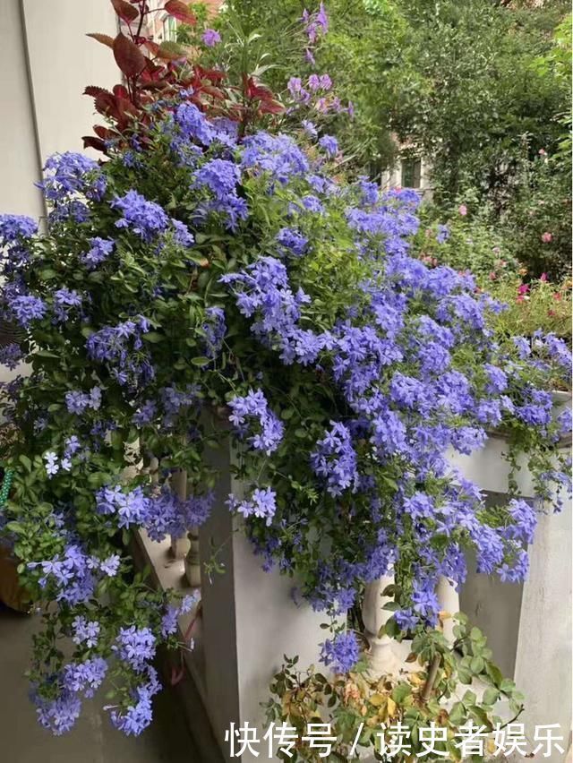 以前只知道有蓝雪花，原来还有白雪花、红雪花，你都见过吗