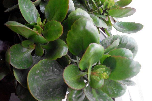 长寿花叶绿枝粗,却不长花此样做,花苞冒不停,萌新涨姿势