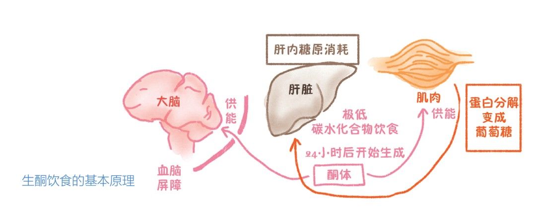 生酮饮食|彻彻底底、明明白白搞懂“生酮饮食”