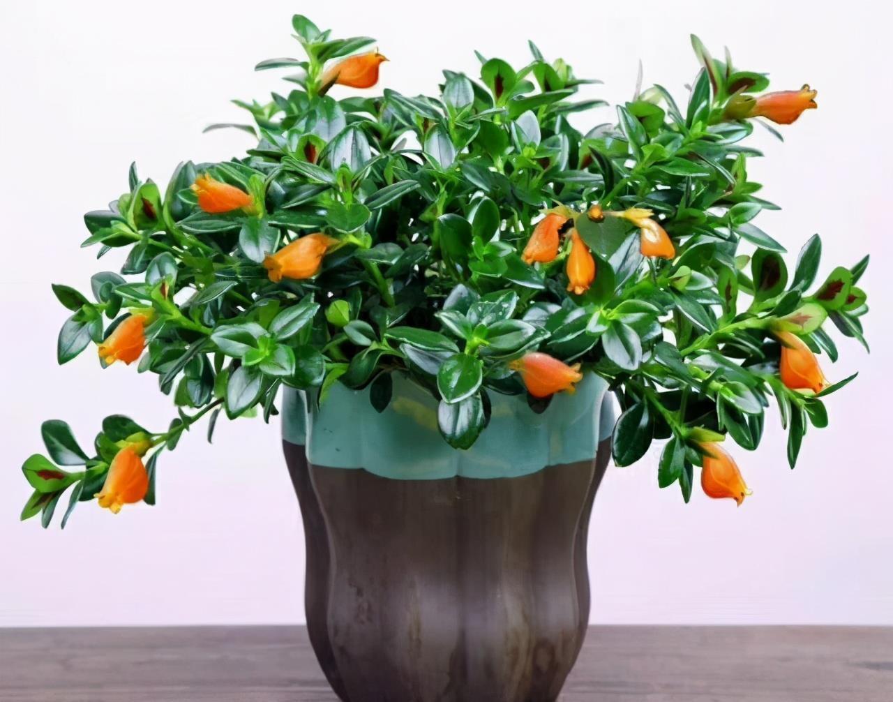 春节“吉利花”,开花金灿灿,小鱼几十条,“年年有鱼”年年好