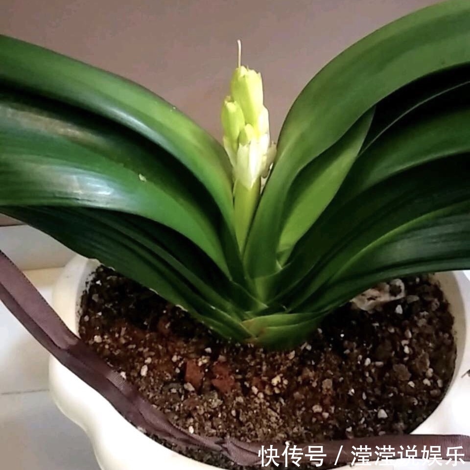 光照|养好君子兰，首先要“戒掉”3个坏习惯，要不烂根、不长、不开花