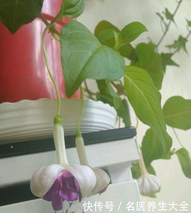 我是不是养了假的倒挂金钟,开花怎么像大蒜一样,都懵圈了!