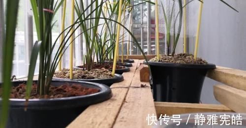 养兰花,“掐准”此4点,植株更长寿、年年开花