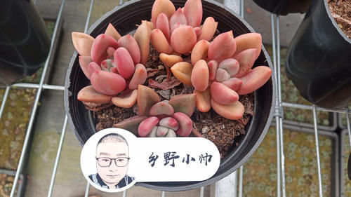 浇水|多肉叶片干瘪发软,不是缺水还有这3种原因,你都知道吗?