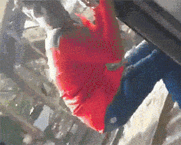 |搞笑GIF:像泥鳅一样的舌头,好长啊