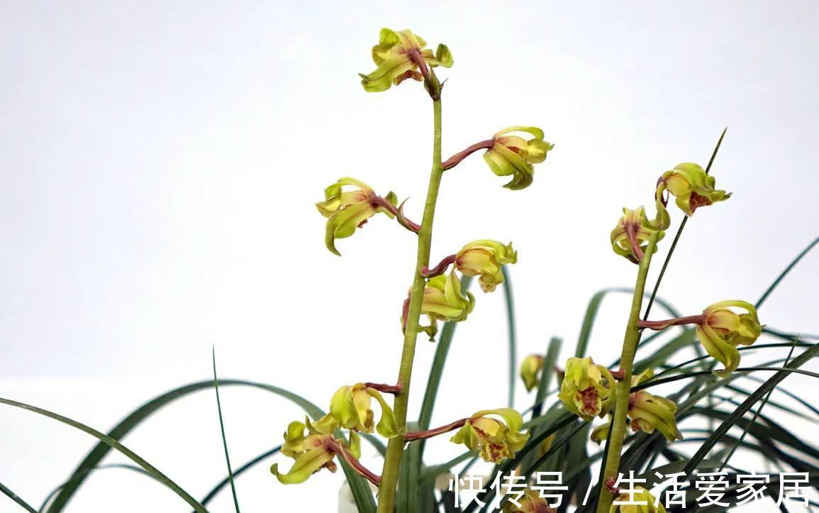 兰花叶子卷曲?主要和2点有关,做好后叶肥开花香