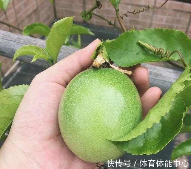 此水果可以阳台盆栽，好养易活，结果超多，种植一次，年年有果吃！