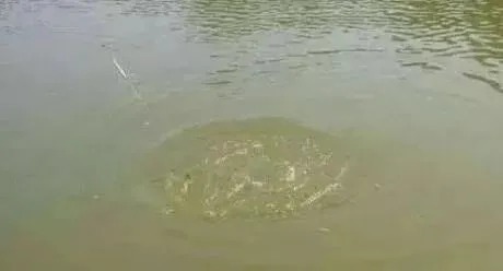 冬钓鲫鱼，水底是否有鱼，只需看“一点”，老手才懂！