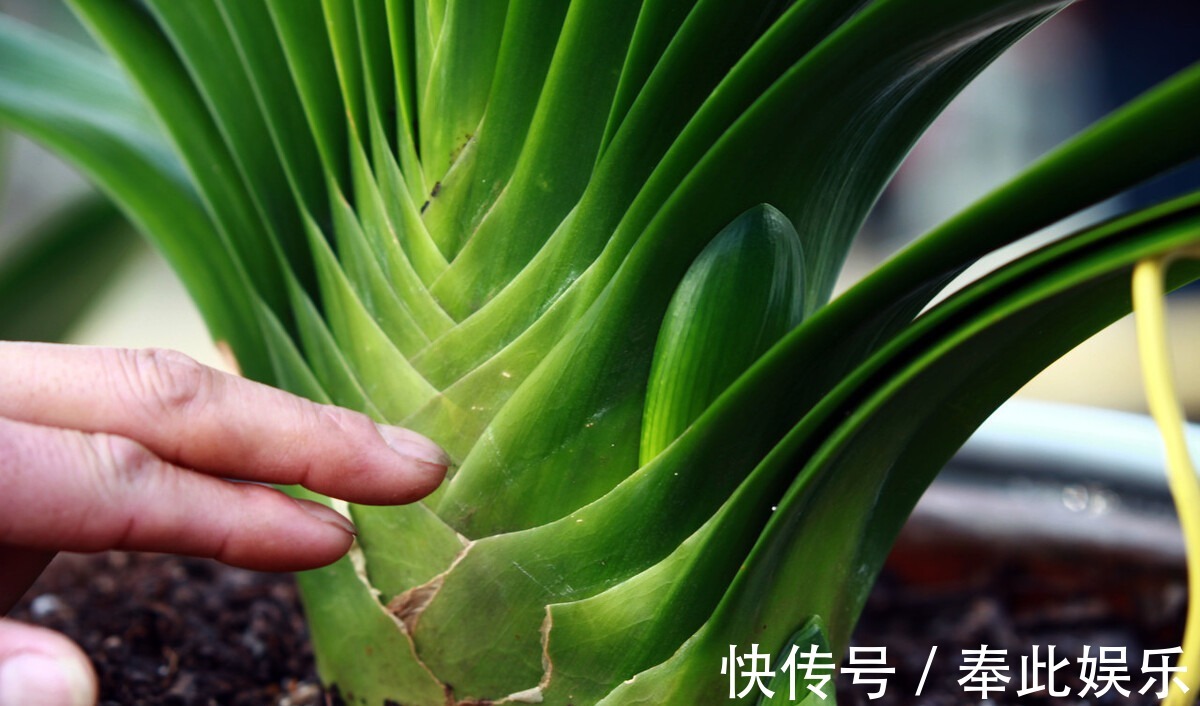 君子兰长得好不好,不在于开不开花,而在于这三个地方