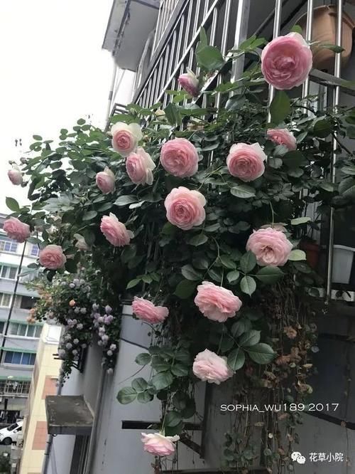 大花园|阳台太小不碍事,用这4招,分分钟变成人人羡慕的大花园!