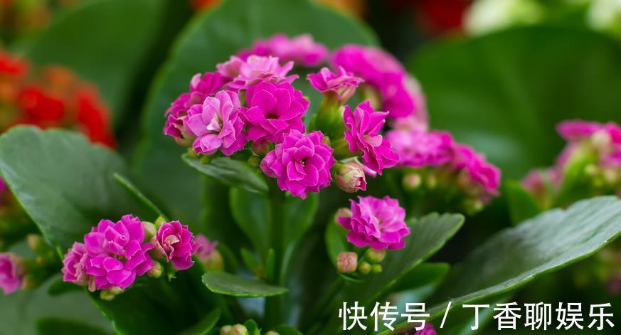 爆盆|长寿花这样养，轻轻松松爆盆，一年四季赏花不断