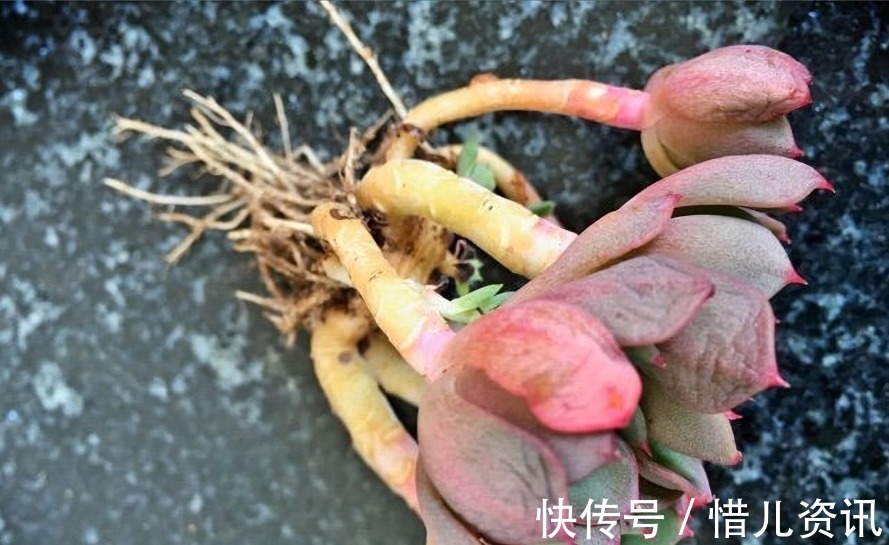 根系|不喜水的多肉,却可以水培2种操作方法,肉肉照样出状态