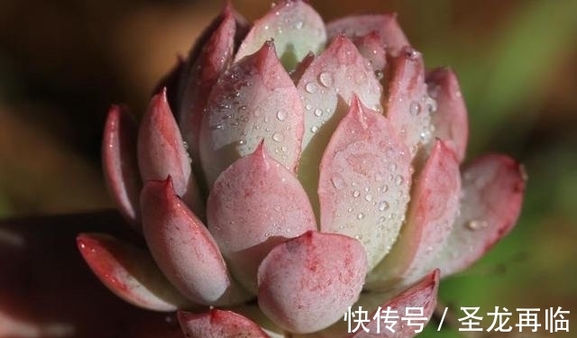 夏季|火焰杯多肉,升级版的紫罗兰女王,隔着玻璃晒太阳也能红