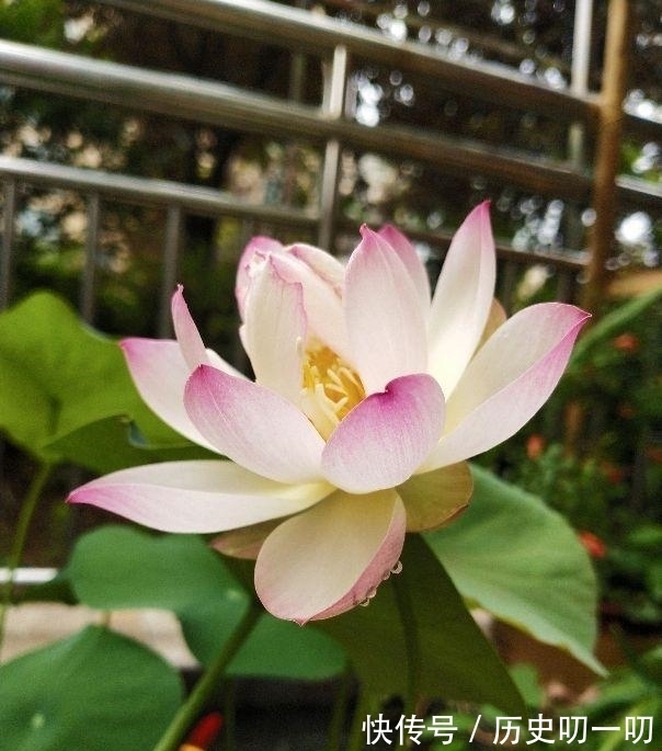 列入|这“三种花”不能养,已被列入“养殖黑名单”,别再傻傻当作宝