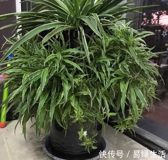 裸根多肉|换盆不做这件事，就等于白换了，一年也不长个