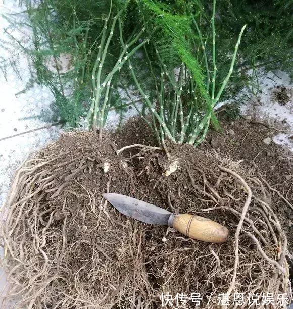 黄叶|养文竹总是黄叶，找准3个原因，长得茂密旺盛，变成“翠绿球”