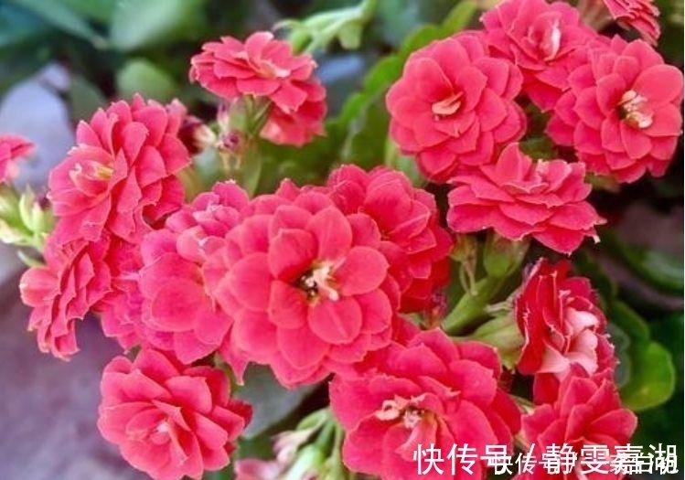 打理|4种花,容易打理易开花,花期长花朵多,家里变花海!