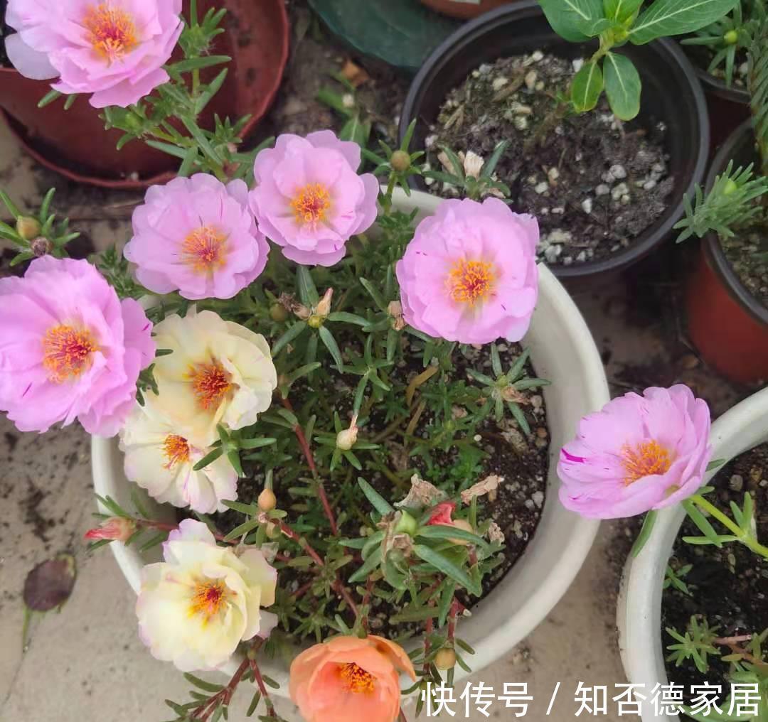 仙人球|3种花，越热越开花，越晒越开花，花色丰富又鲜艳