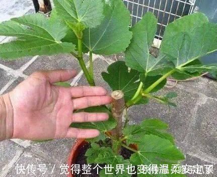 扦插|路边“3种树”，见了掰个枝，插盆就生根，做成盆景，寓意吉祥