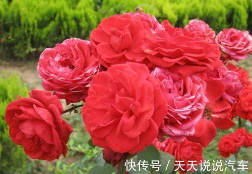 月季冬季要休眠,说说月季的冬季养护技巧