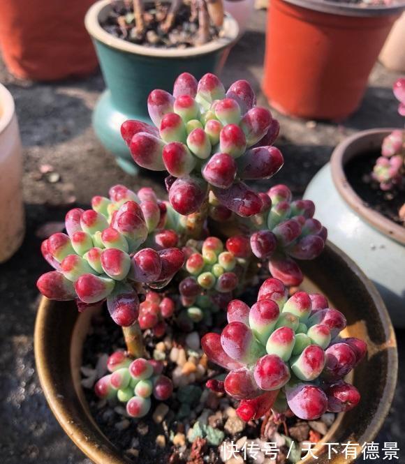 养死|5年的养多肉经验,买了很多,养死了很多,到头来,有些后悔了