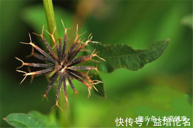 降低|路边的杂草泡水喝这六大功效，营养价值堪比人参，现在城里很少