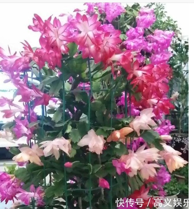 养蟹爪兰|蟹爪兰修剪有“3期”,把好关,花苞多,开花非常旺盛