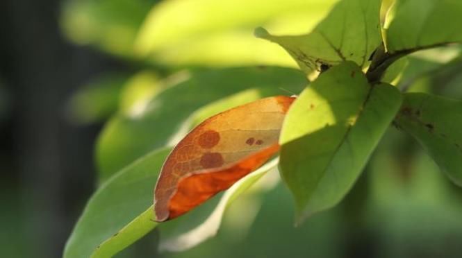 给花草进行卫生大扫除，就用3个方法，干干净净过大年